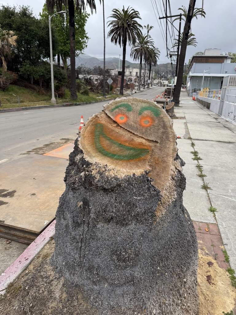 Close-up of palm tree stump